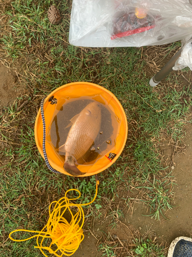 イシモチの釣果