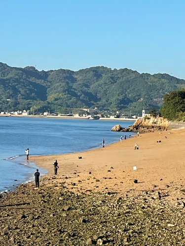 コノシロの釣果