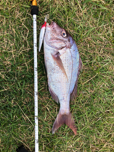 タイの釣果