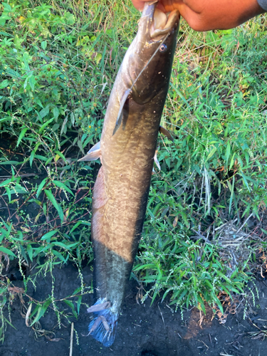 ナマズの釣果