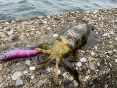 アオリイカの釣果