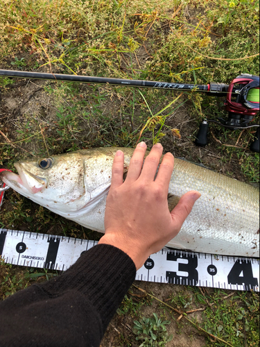 シーバスの釣果