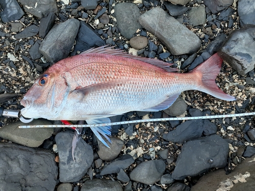 マダイの釣果