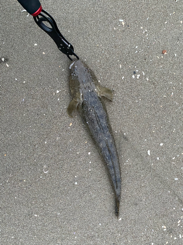 マゴチの釣果