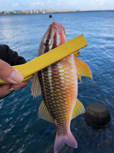 ヒメジの釣果