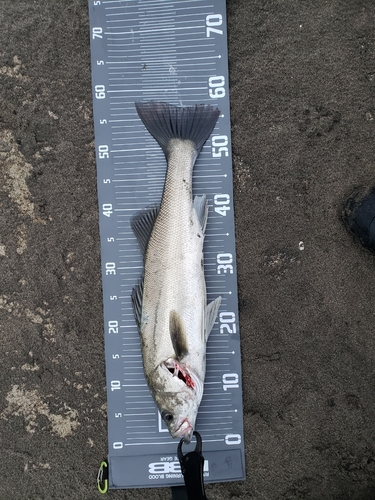 フッコ（マルスズキ）の釣果