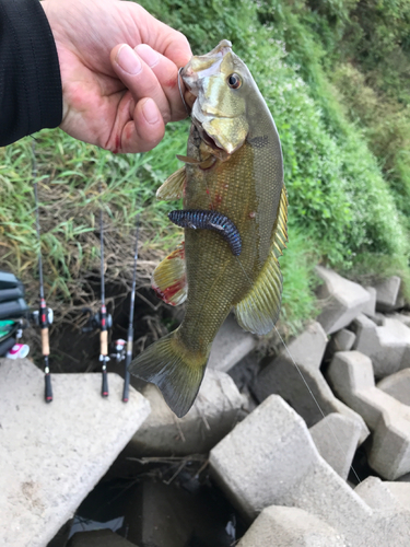 スモールマウスバスの釣果