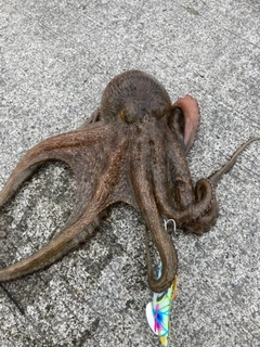 タコの釣果