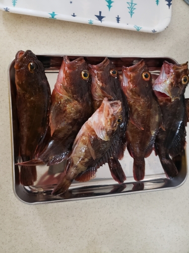 カサゴの釣果