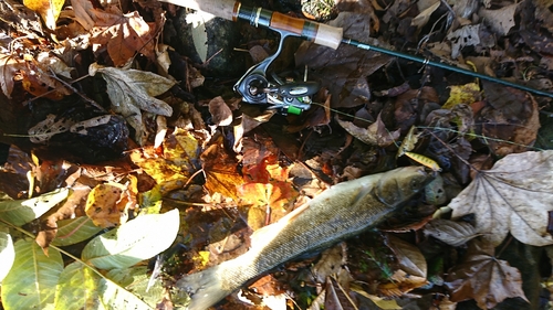 ウグイの釣果