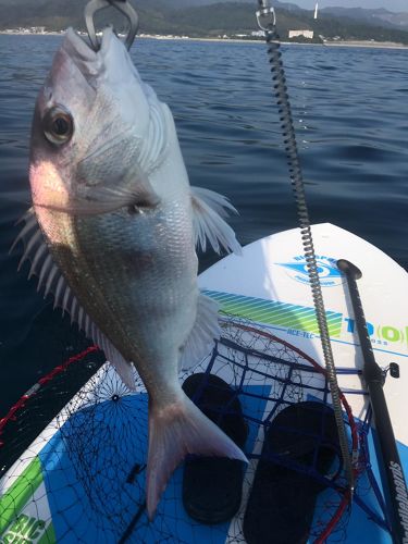 タイの釣果