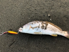 イシモチの釣果