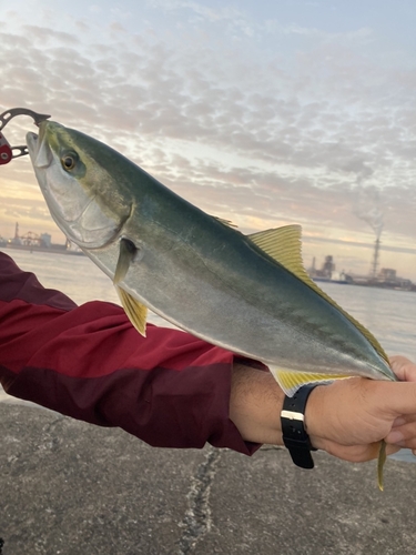 イナダの釣果