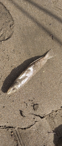 シロギスの釣果