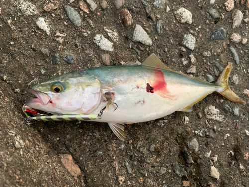 ツバイソの釣果