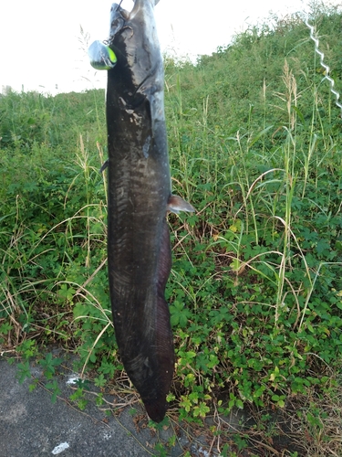 ナマズの釣果