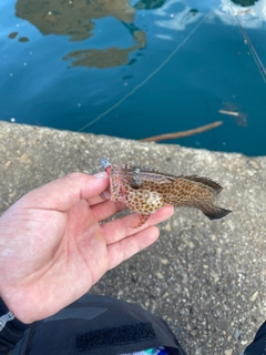 オオモンハタの釣果