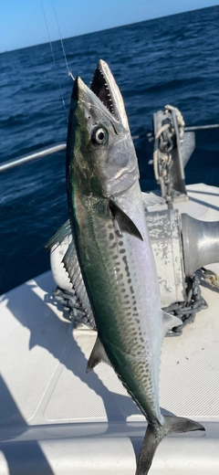 サゴシの釣果