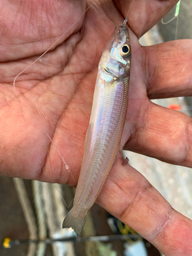 シロギスの釣果