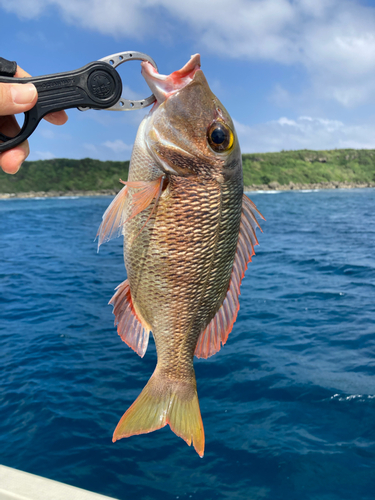 イソフエフキの釣果