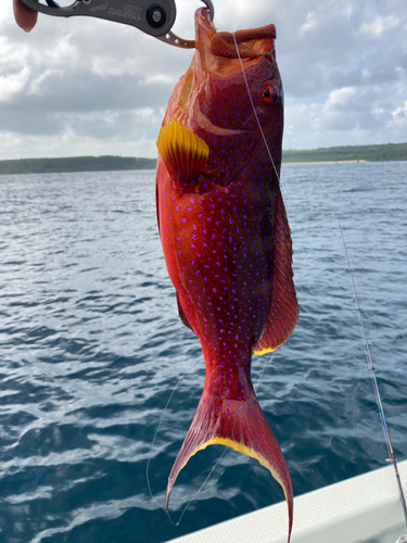 バラハタの釣果