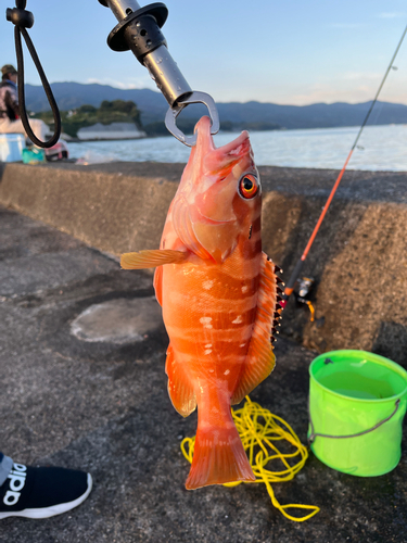 アカハタの釣果