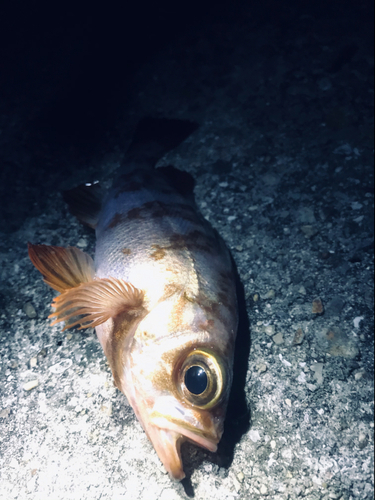 キンメバルの釣果