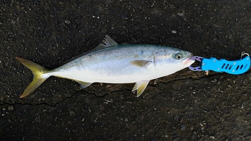 ツバスの釣果