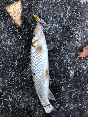 ニゴイの釣果