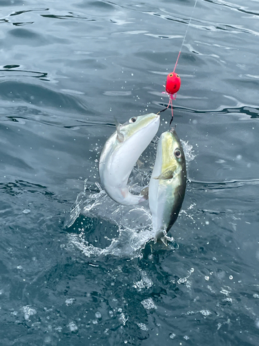 シロサバフグの釣果