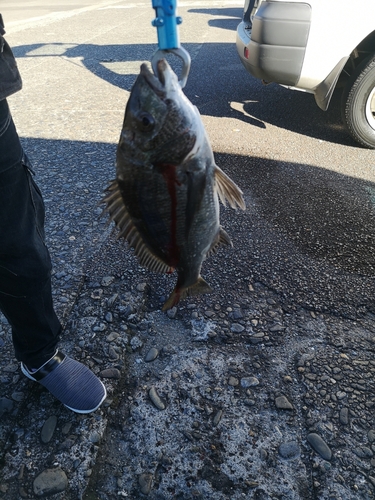 チヌの釣果