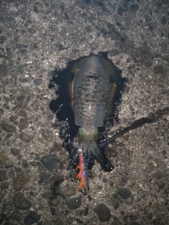 アオリイカの釣果