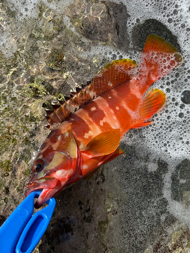 アカハタの釣果