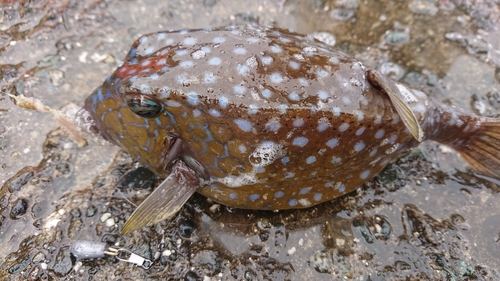 ハコフグの釣果