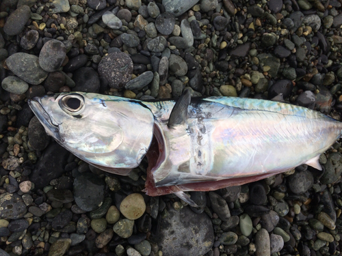 ソウダガツオの釣果