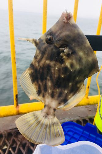 カワハギの釣果