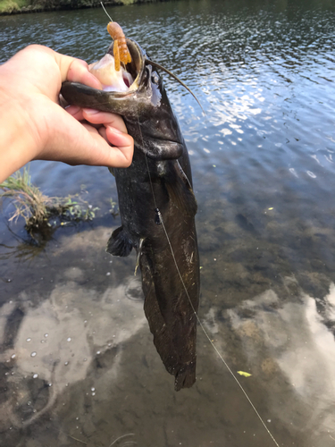 ナマズの釣果