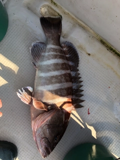 マハタの釣果