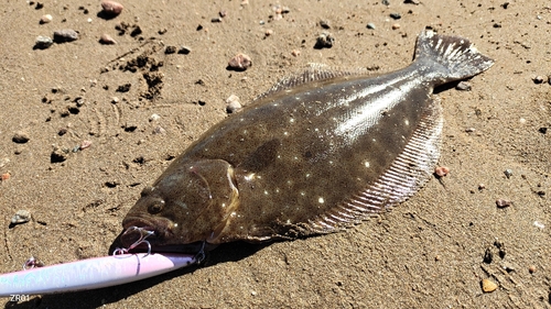 ヒラメの釣果