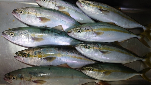 イナダの釣果