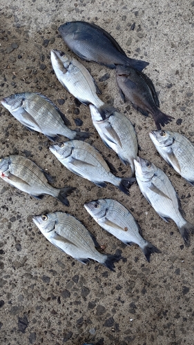 クロダイの釣果