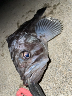 クロソイの釣果