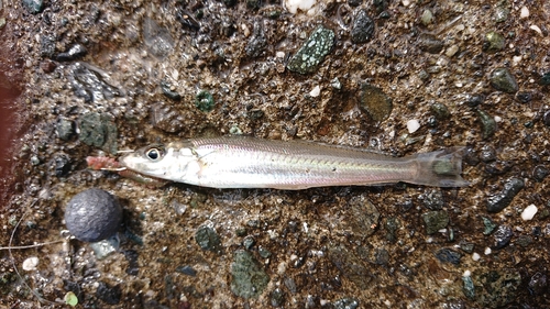 キスの釣果