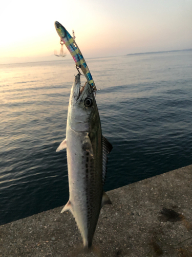 サゴシの釣果