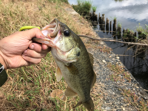 釣果