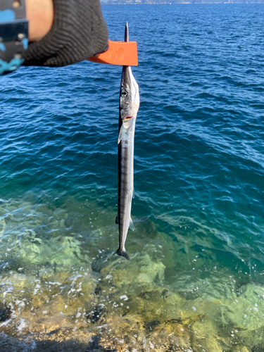 ダツの釣果