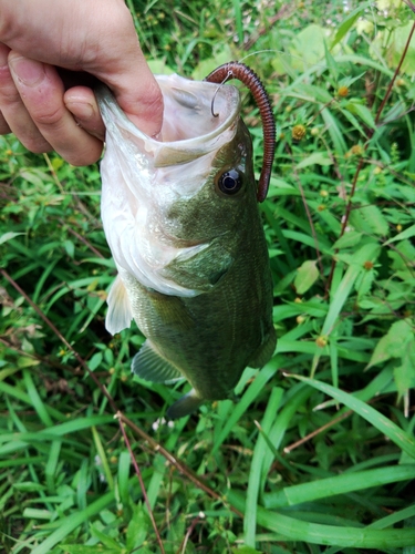 ラージマウスバスの釣果