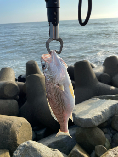 イシモチの釣果