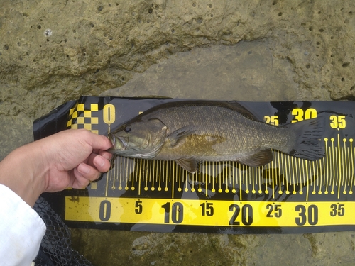 スモールマウスバスの釣果