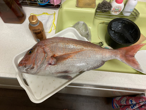 マダイの釣果